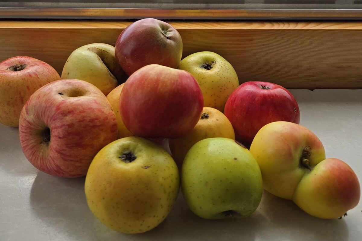 Bunte, reife Äpfel aus dem eigenen Garten auf der Fensterbank